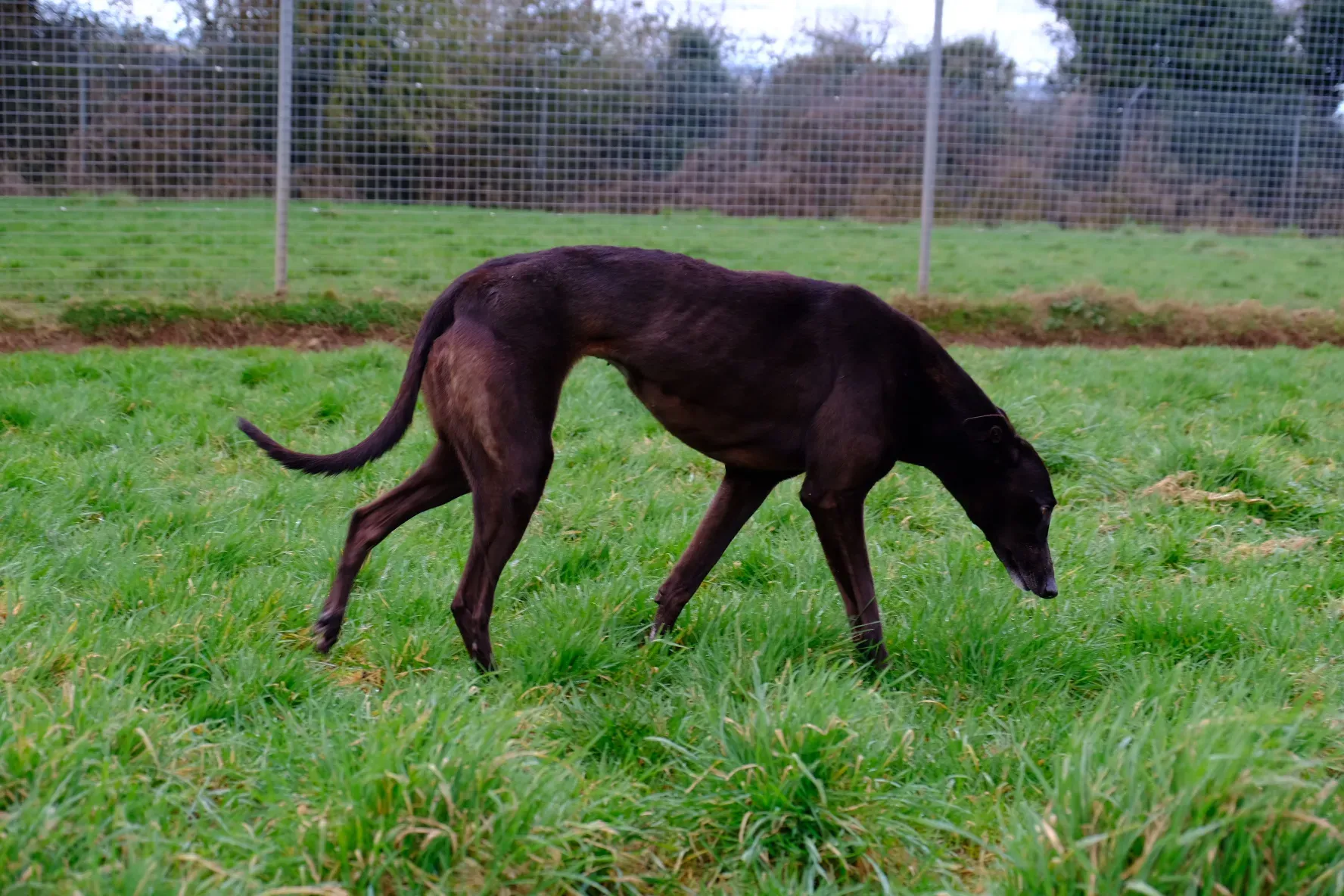 May adozione levrieri greyhound 13