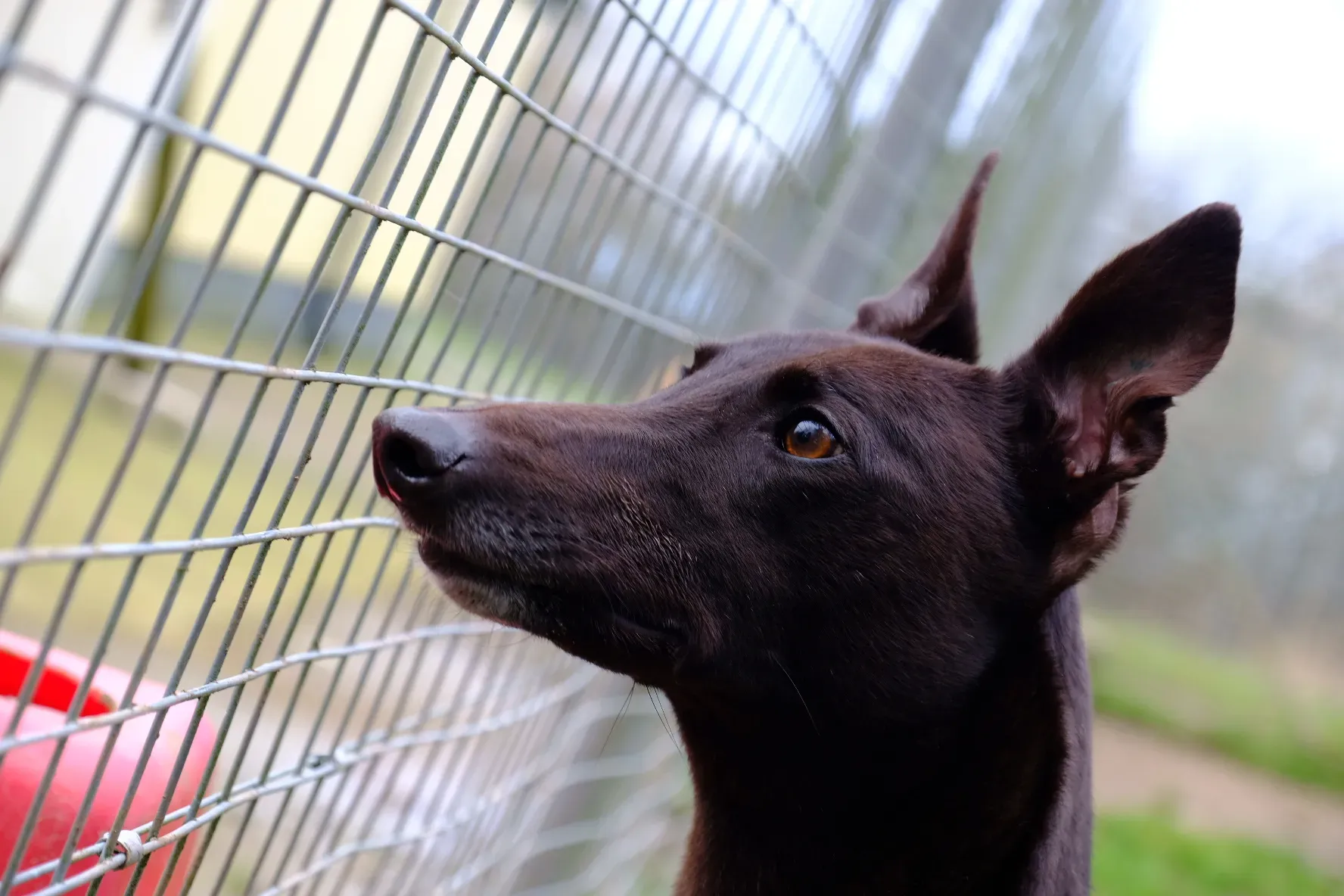 May adozione levrieri greyhound 14