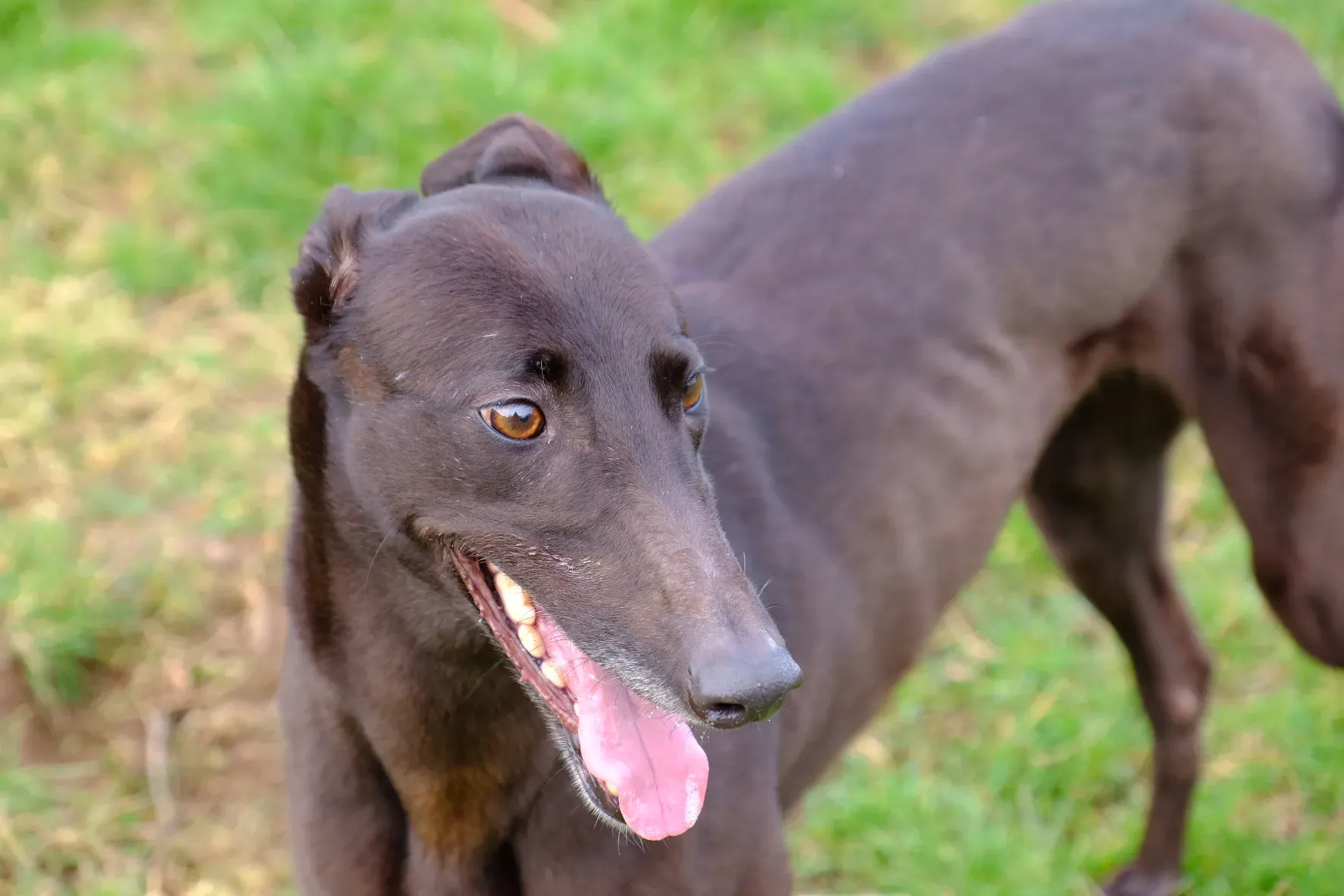 May adozione levrieri greyhound 15