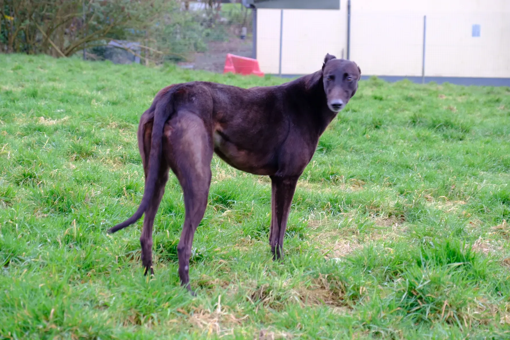 May adozione levrieri greyhound 16