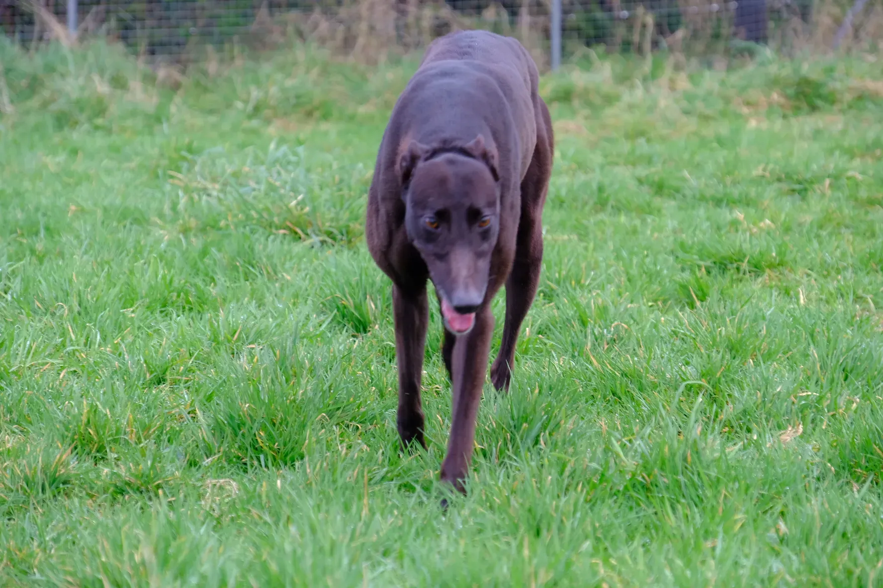 May adozione levrieri greyhound 17