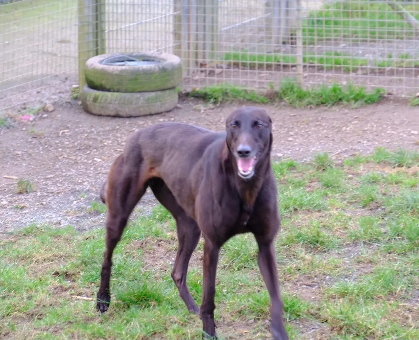 May adozione levrieri greyhound 18