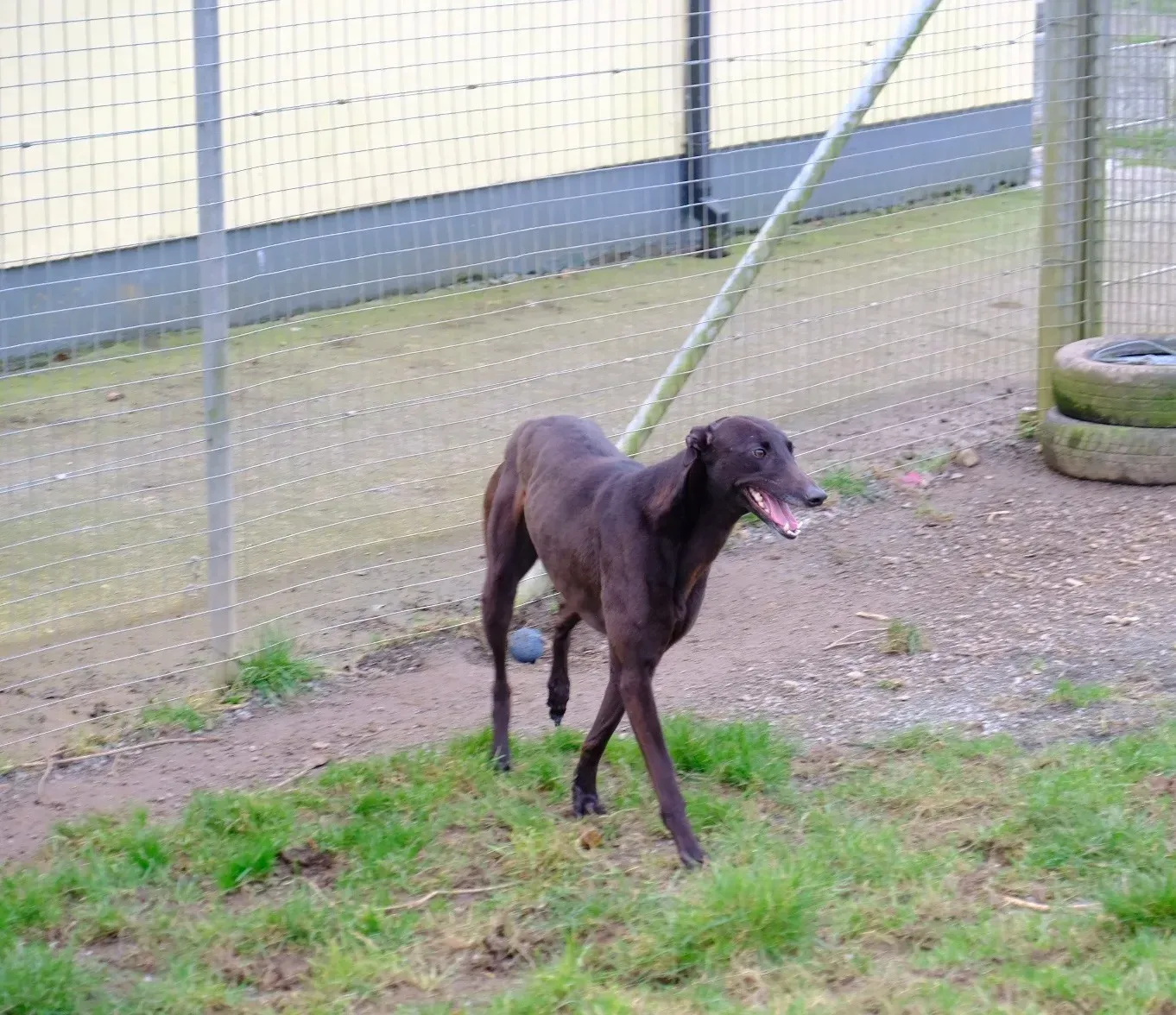 May adozione levrieri greyhound 19