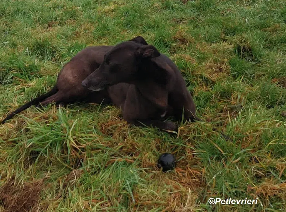 May adozione levrieri greyhound 2