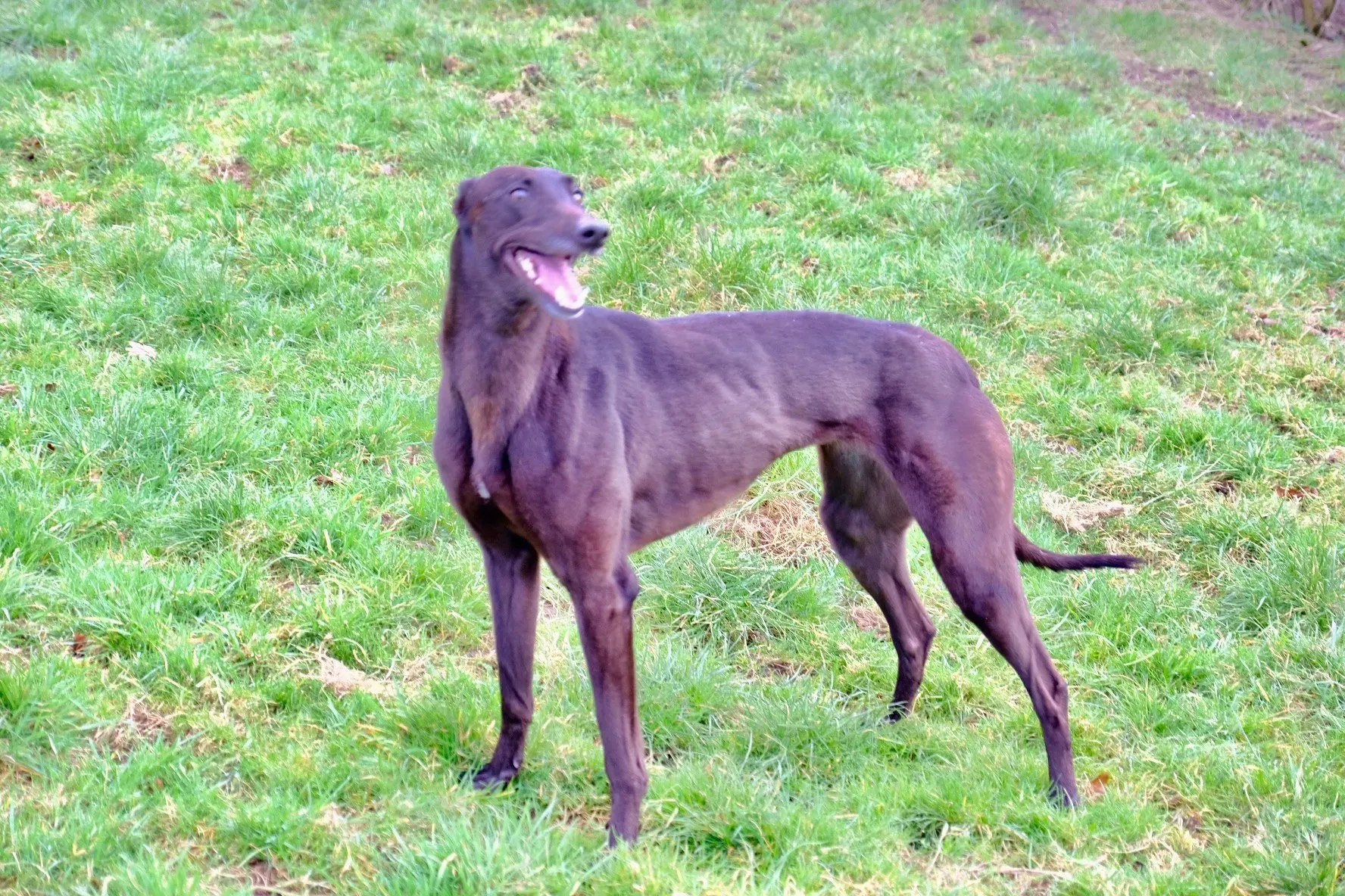 May adozione levrieri greyhound 20