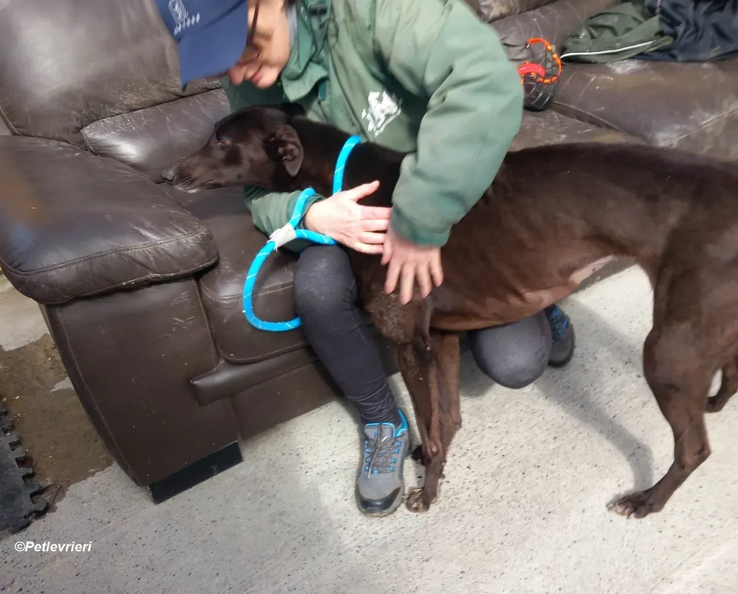 May adozione levrieri greyhound 21