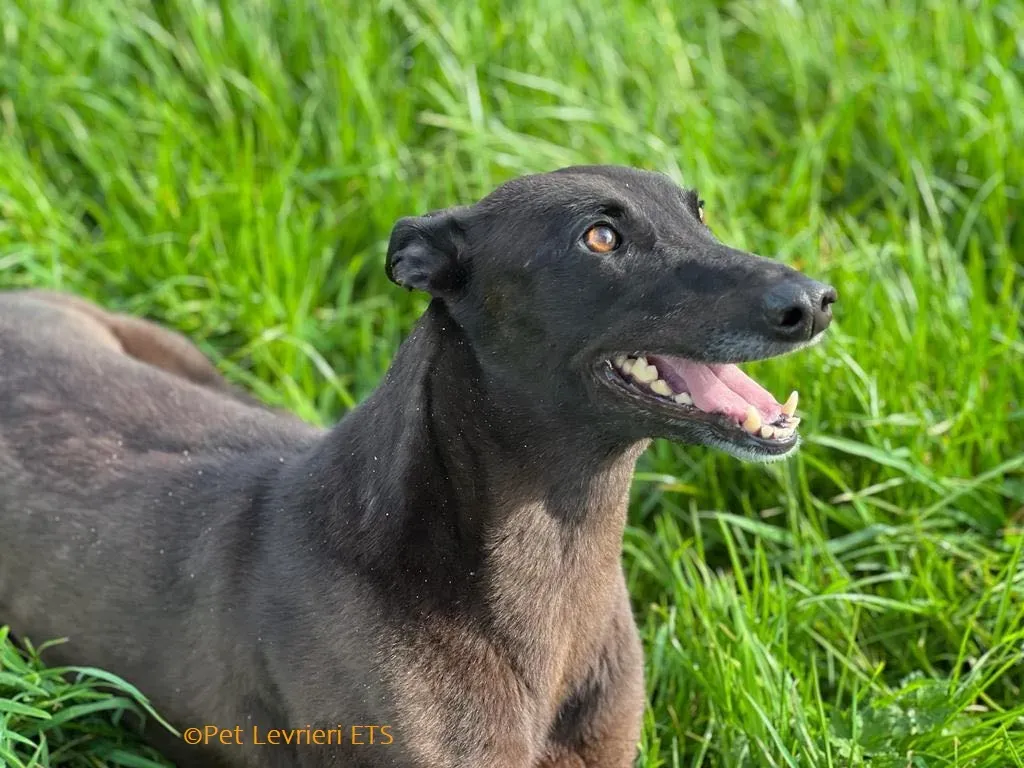 May adozione levrieri greyhound 24