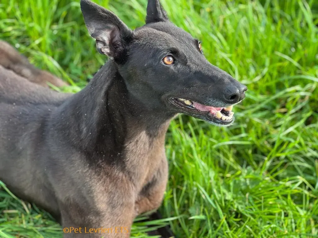 May adozione levrieri greyhound 25