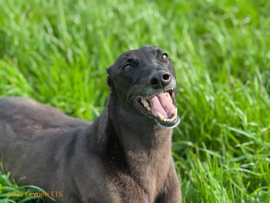 May adozione levrieri greyhound 26