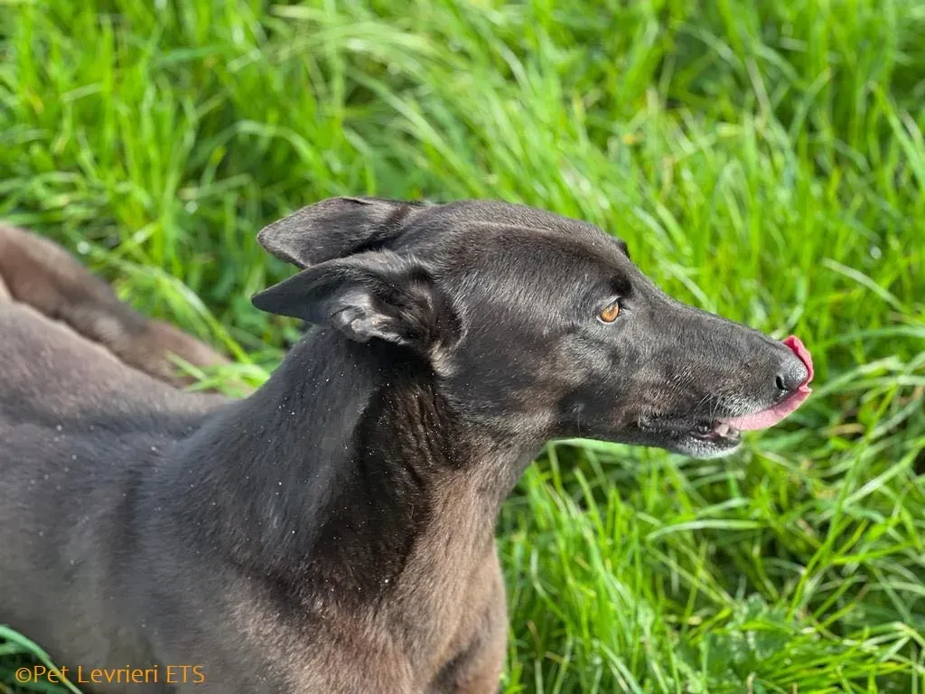 May adozione levrieri greyhound 27