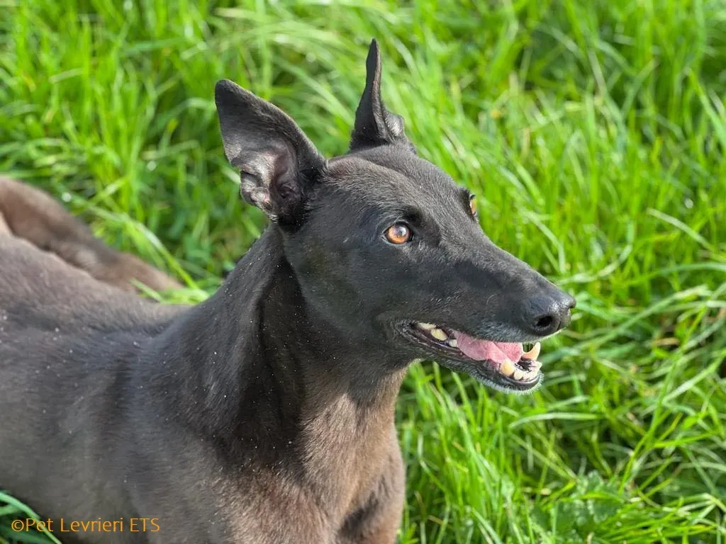 May adozione levrieri greyhound 28