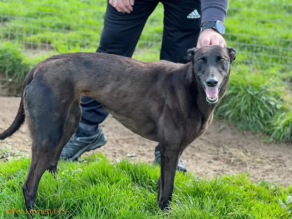 May adozione levrieri greyhound 29