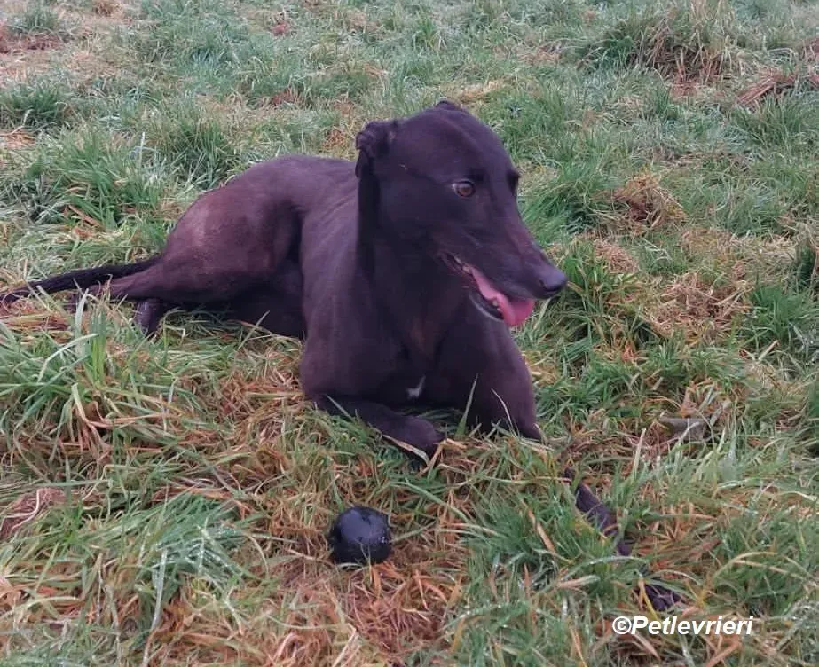 May adozione levrieri greyhound 3