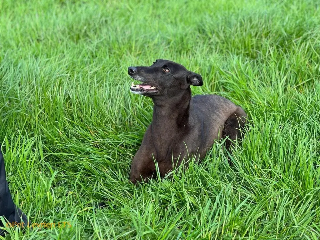 May adozione levrieri greyhound 30