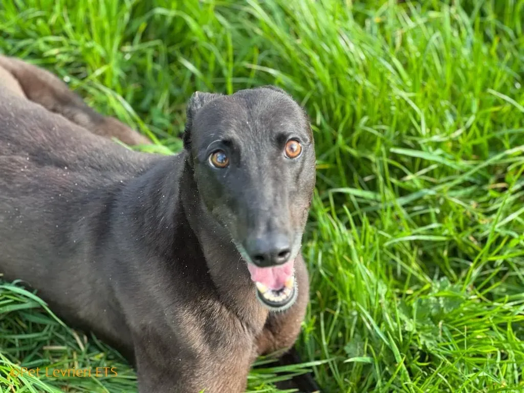 May adozione levrieri greyhound 31