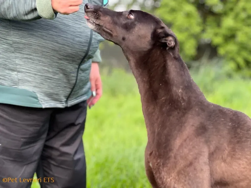 May adozione levrieri greyhound 32