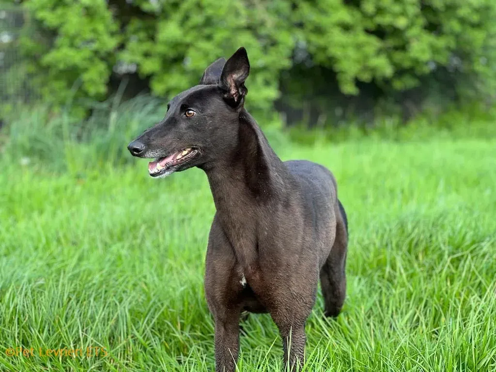 May adozione levrieri greyhound 33