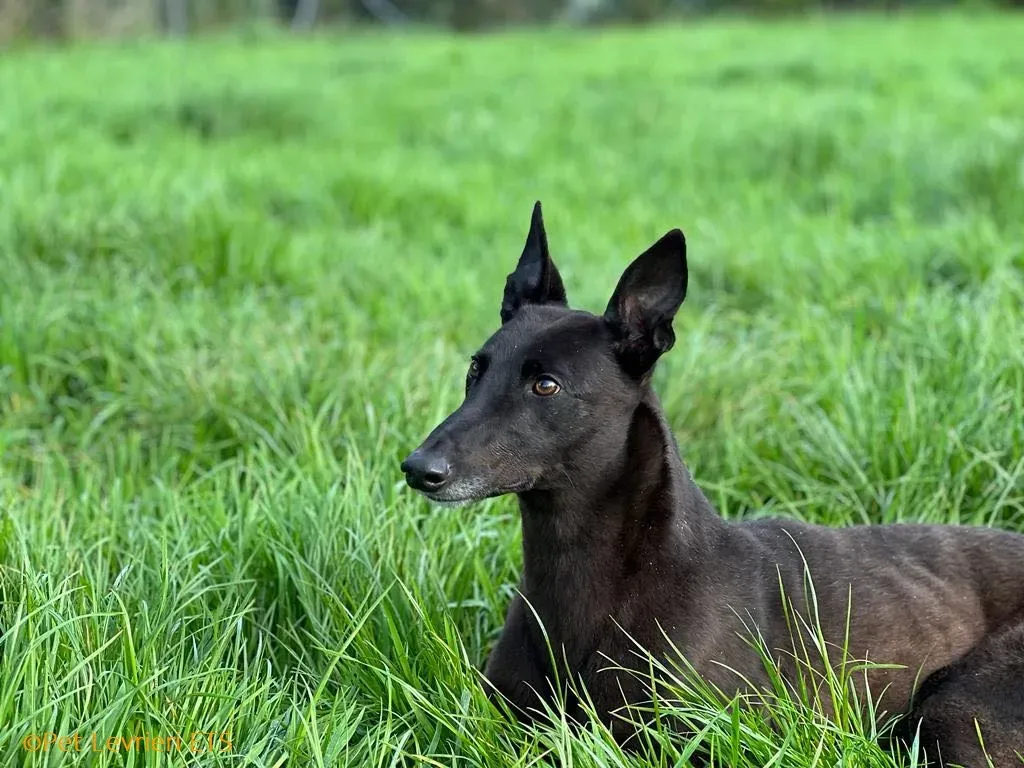 May adozione levrieri greyhound 34