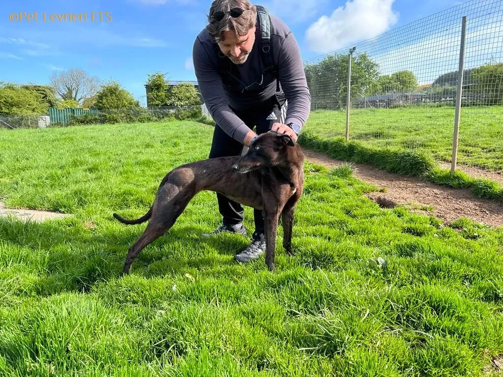 May adozione levrieri greyhound 35