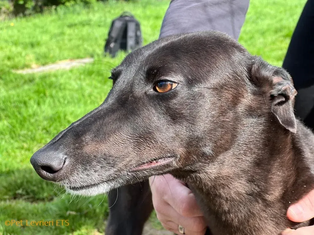 May adozione levrieri greyhound 36