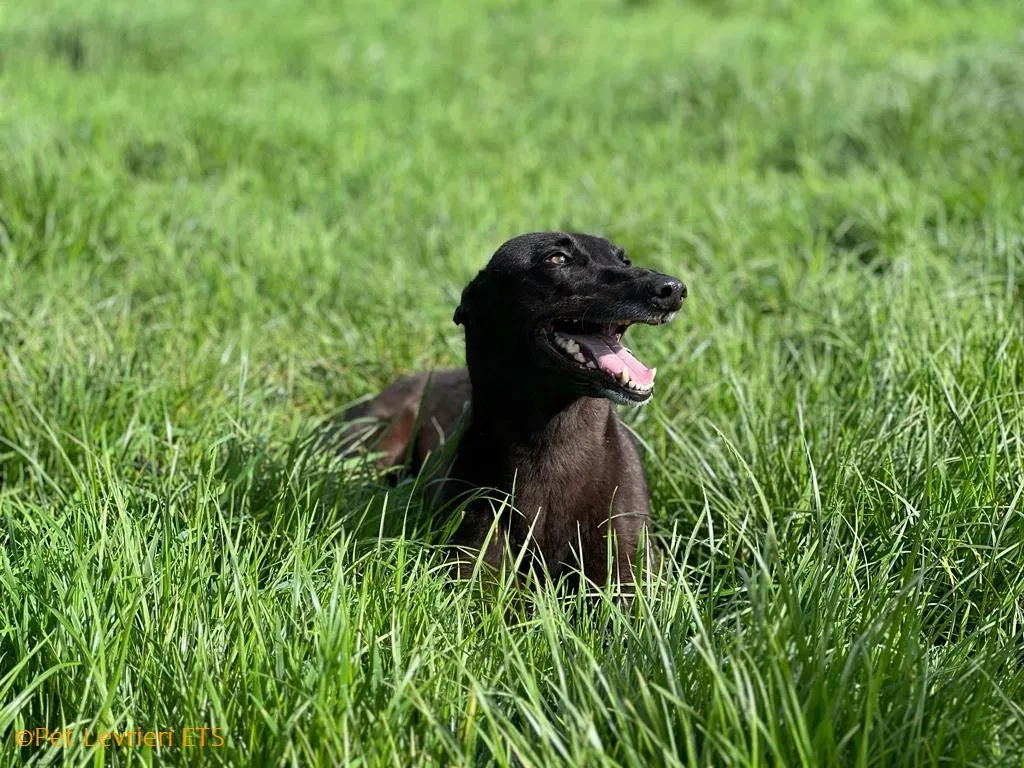 May adozione levrieri greyhound 37