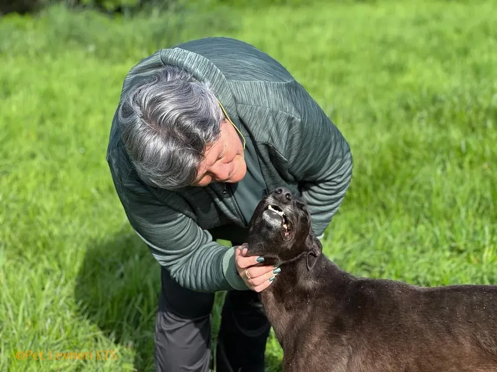 May adozione levrieri greyhound 38