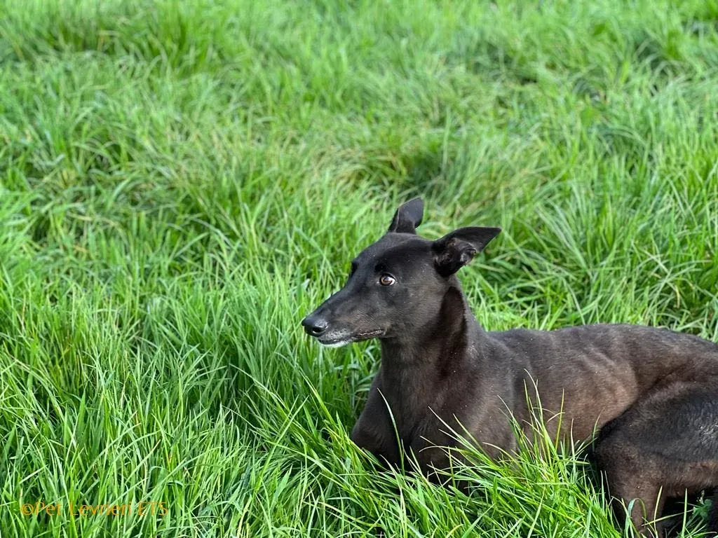 May adozione levrieri greyhound 39