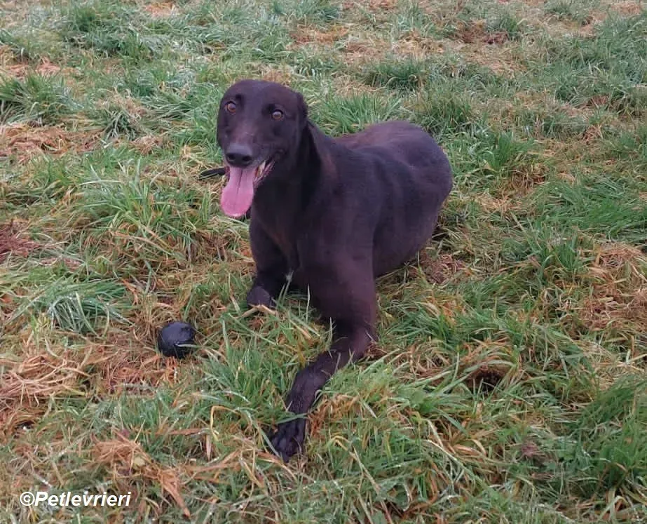 May adozione levrieri greyhound 4