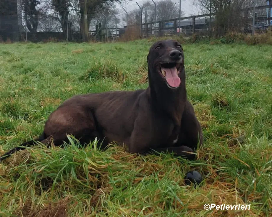May adozione levrieri greyhound 5