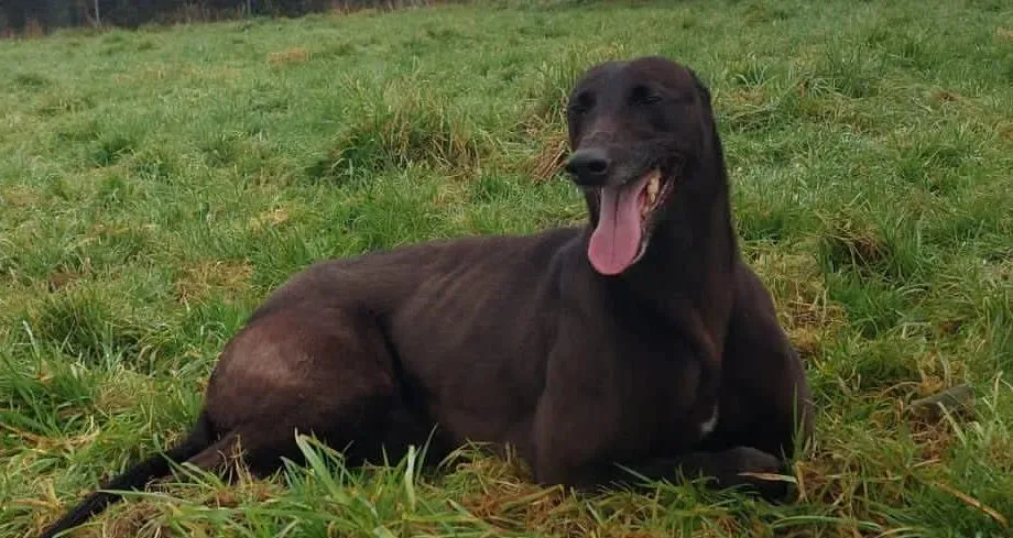 May adozione levrieri greyhound 6 e1676042919236