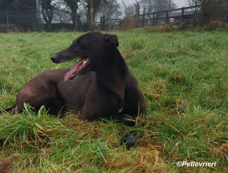 May adozione levrieri greyhound 7