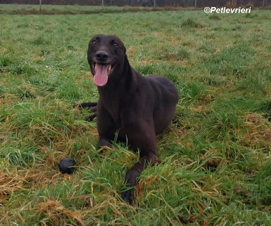 May adozione levrieri greyhound 9