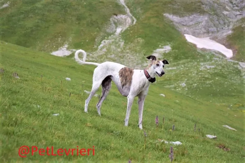 Maya adozione levrieri galgo 01