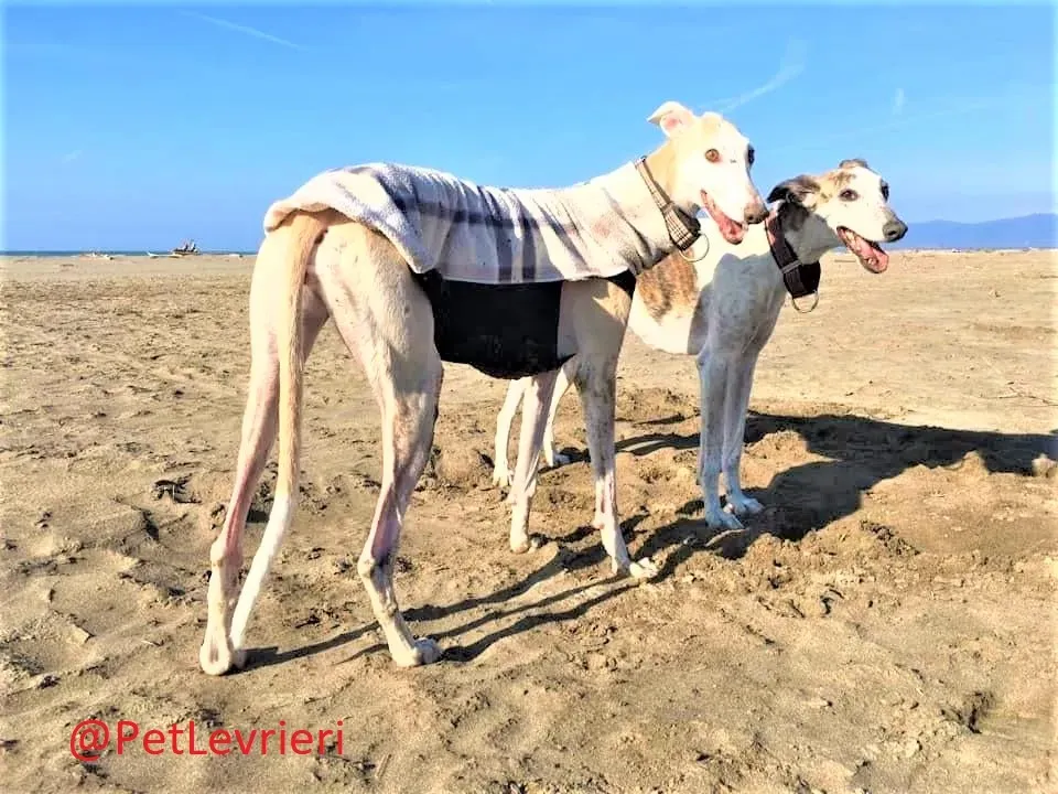Maya adozione levrieri galgo 02