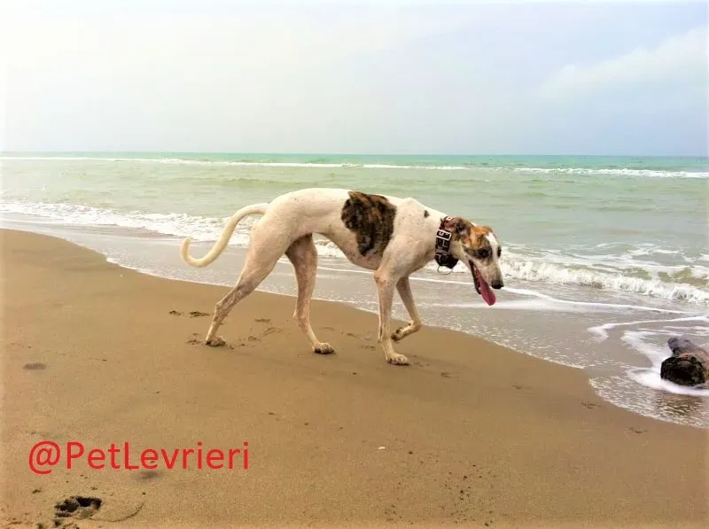 Maya adozione levrieri galgo 03