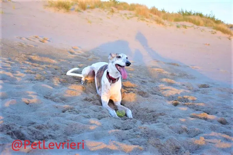 Maya adozione levrieri galgo 04