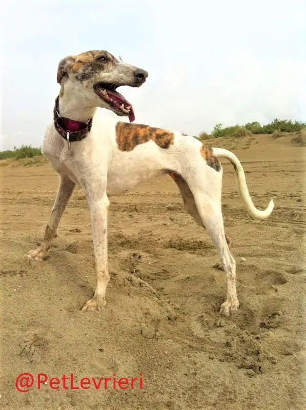 Maya adozione levrieri galgo 06