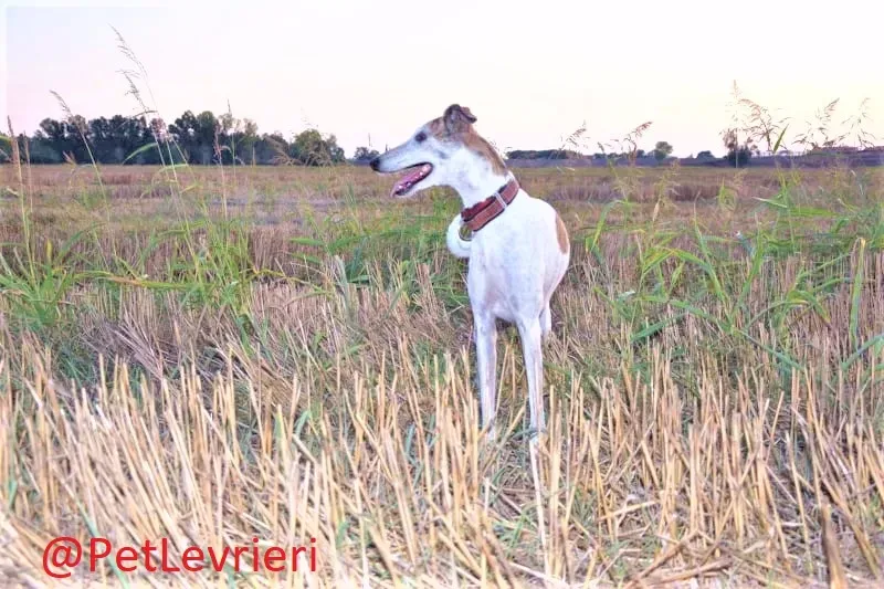 Maya adozione levrieri galgo 07