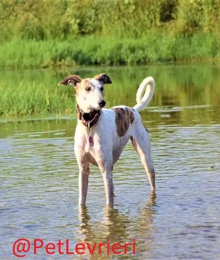Maya adozione levrieri galgo 08