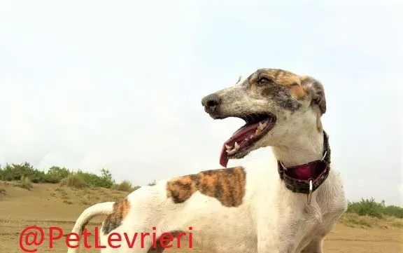 Maya adozione levrieri galgo 09
