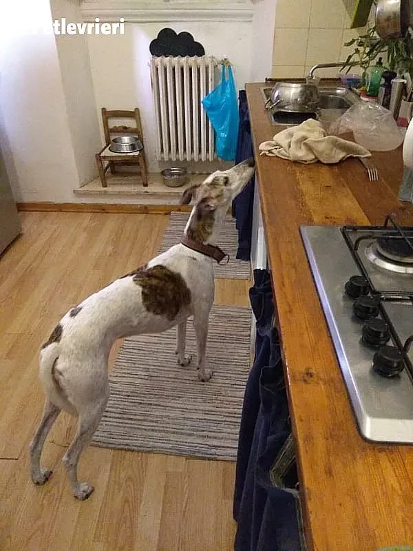 Maya adozione levrieri galgo