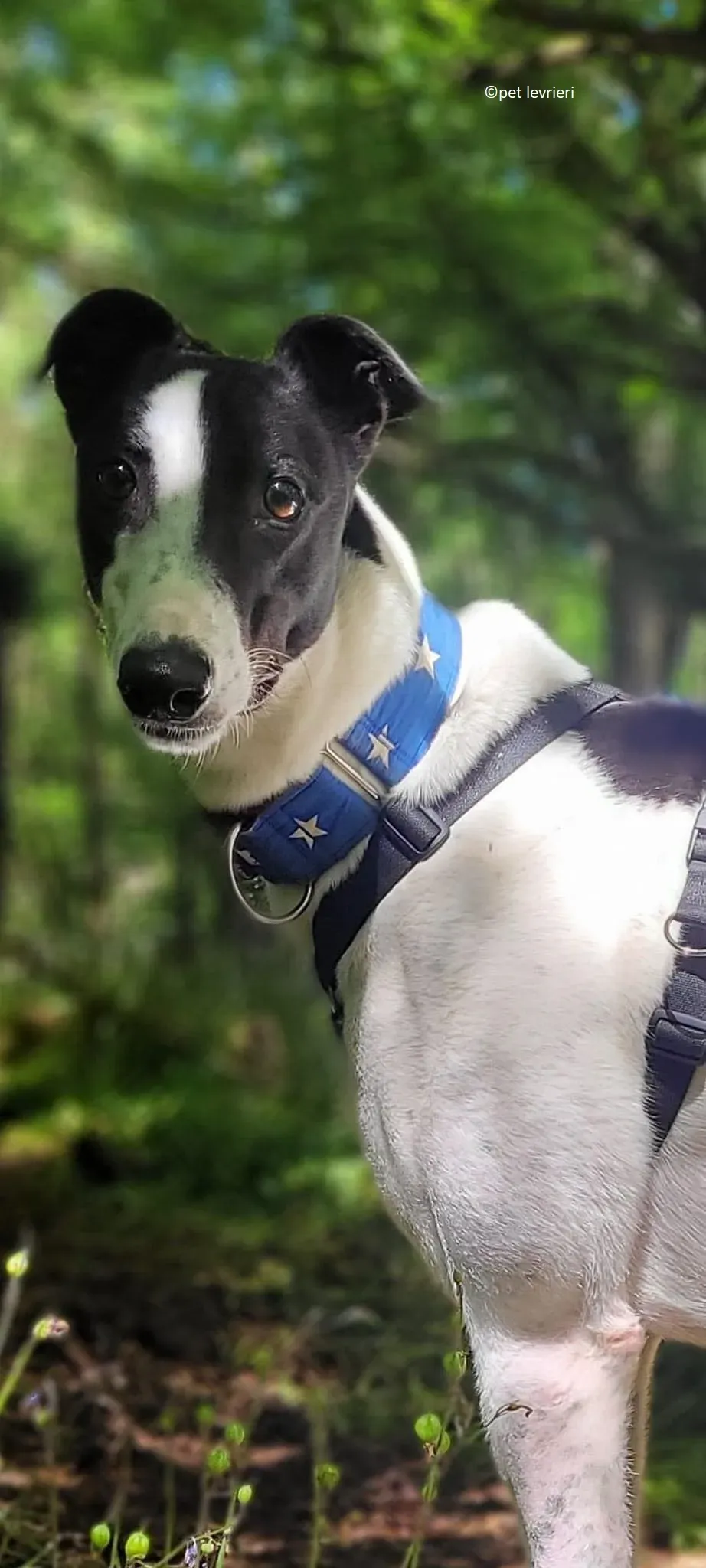 Mbappe adozione levriero greyhound1