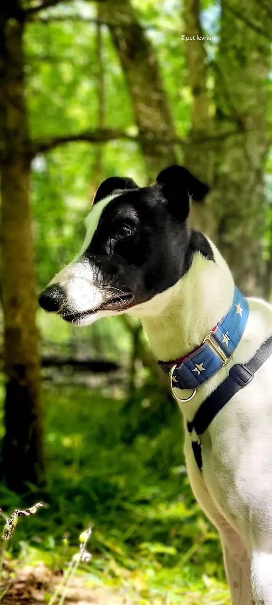 Mbappe adozione levriero greyhound2