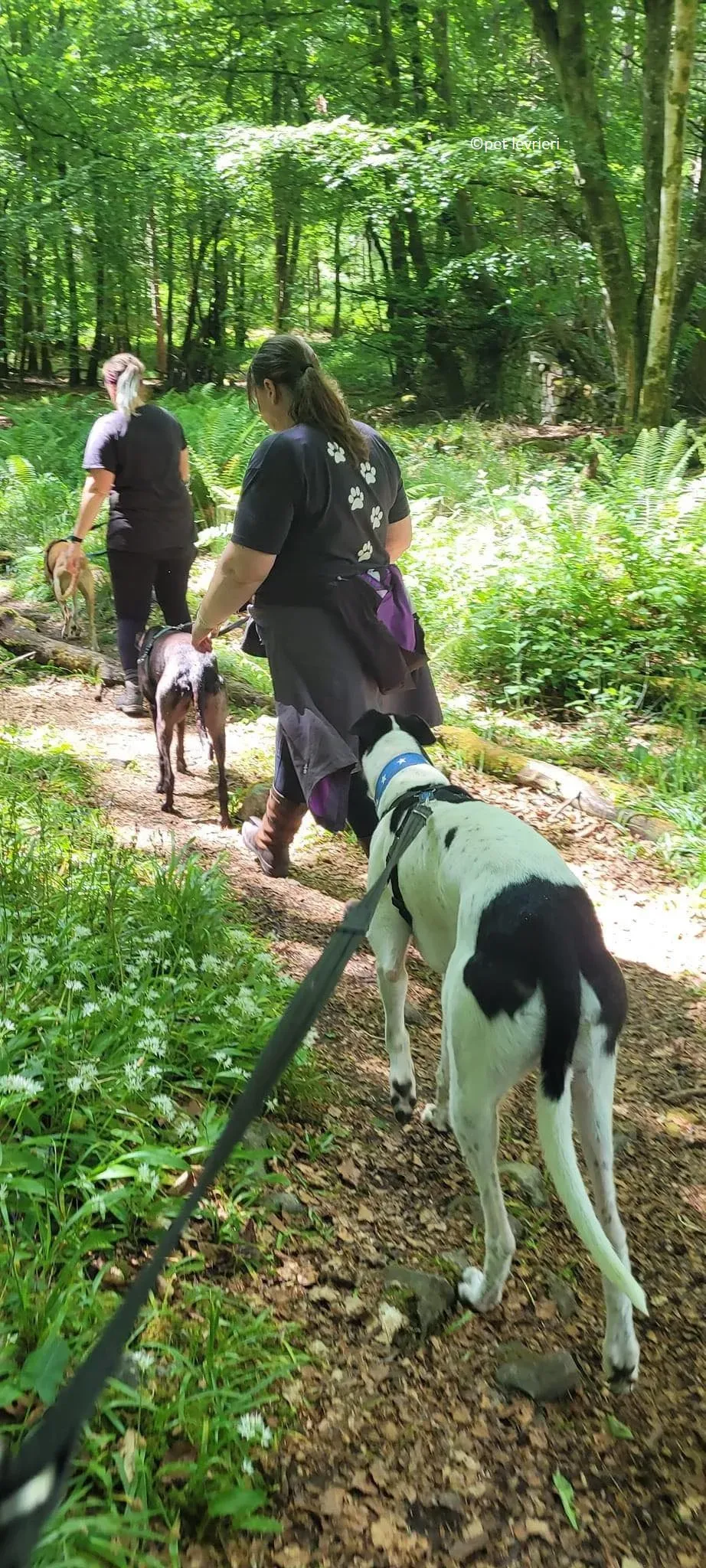 Mbappe adozione levriero greyhound3