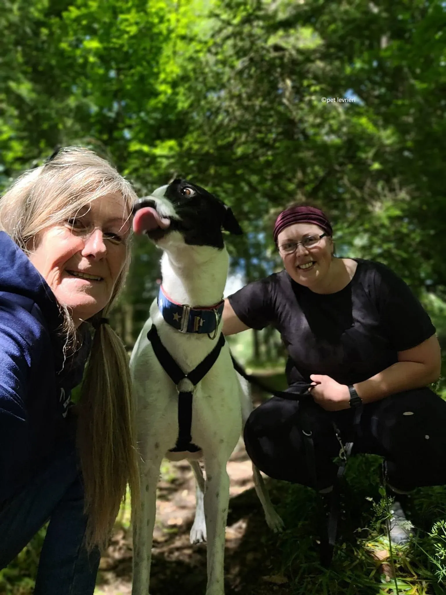 Mbappe adozione levriero greyhound4