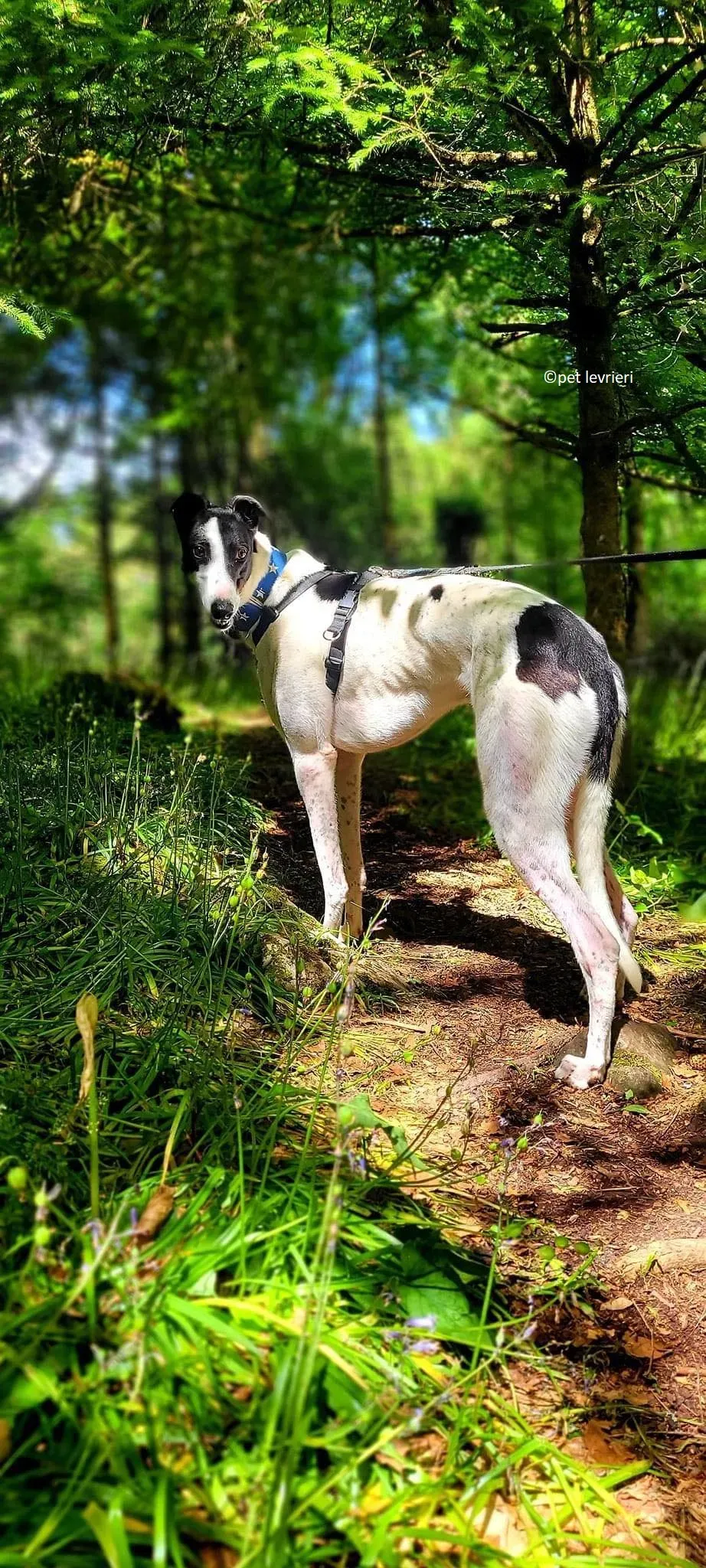 Mbappe adozione levriero greyhound5