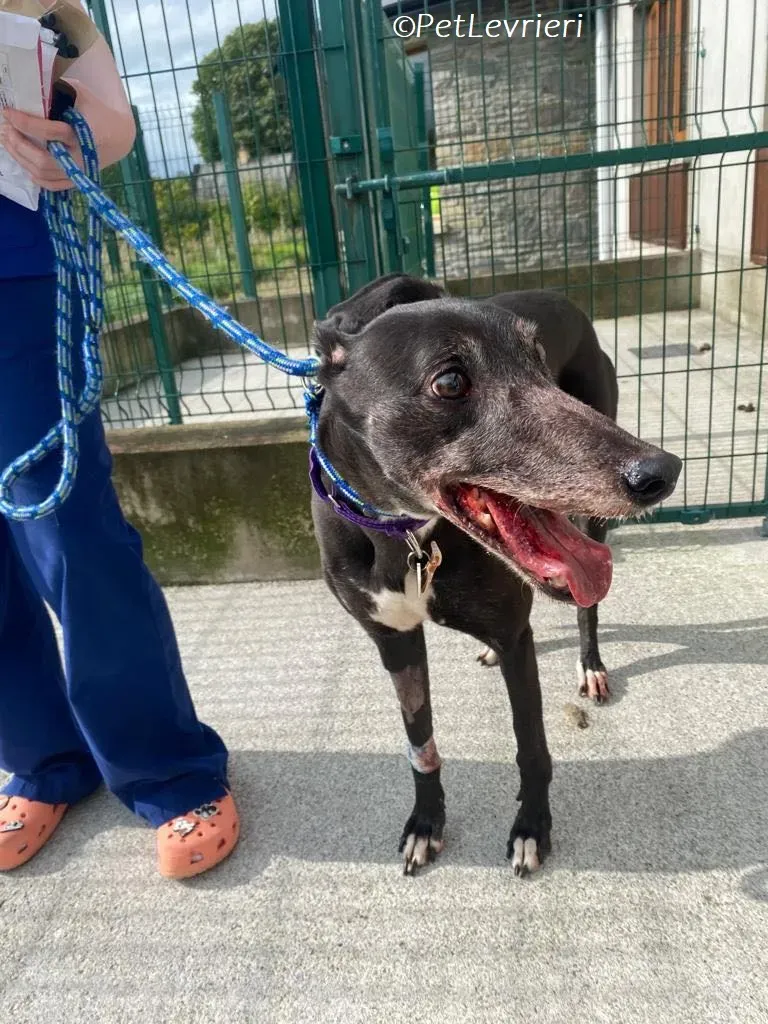 Meave adozione levrieri greyhound 1