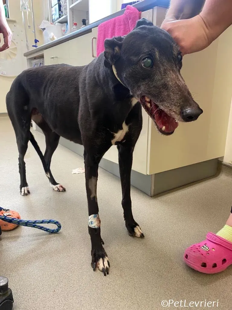 Meave adozione levrieri greyhound 10