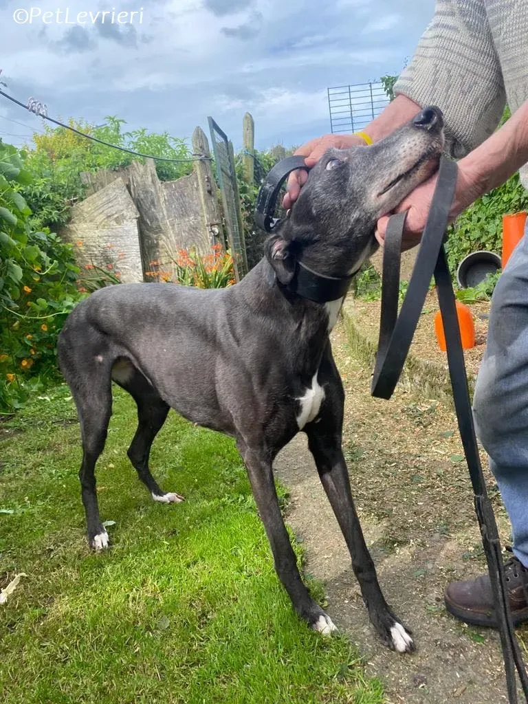 Meave adozione levrieri greyhound 11
