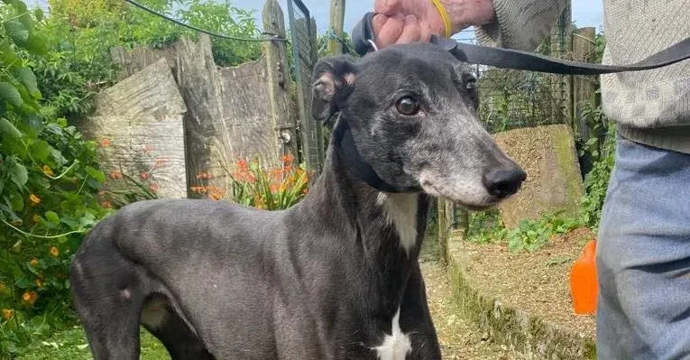 Meave adozione levrieri greyhound 12 e1692702118931